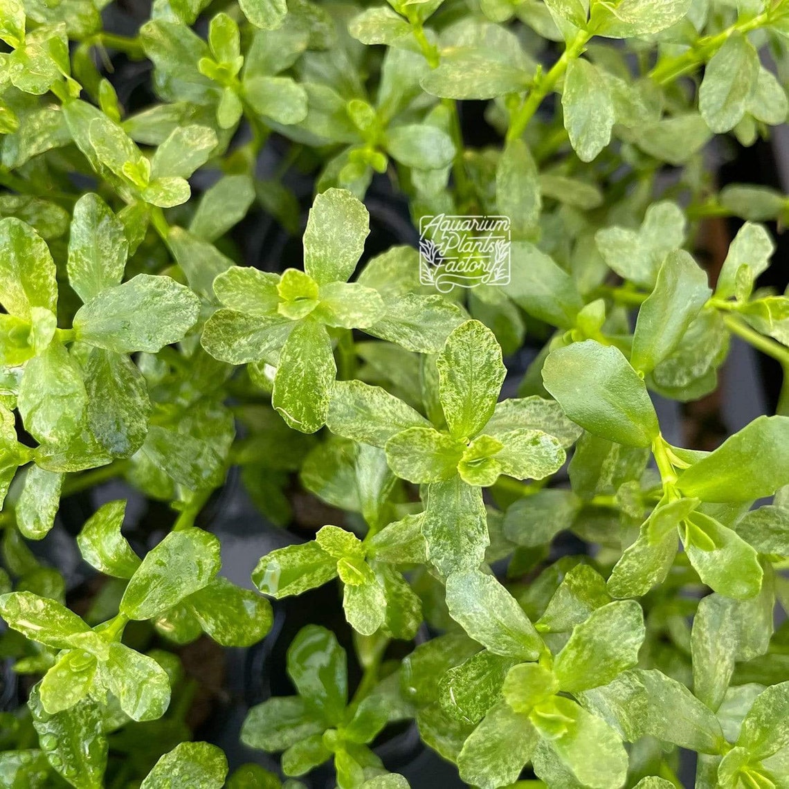 Bacopa Monnieri Variegated Aquarium Plants Factory BUY 2 Etsy