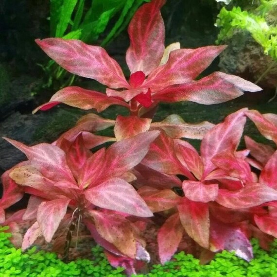 aquarium plants factory