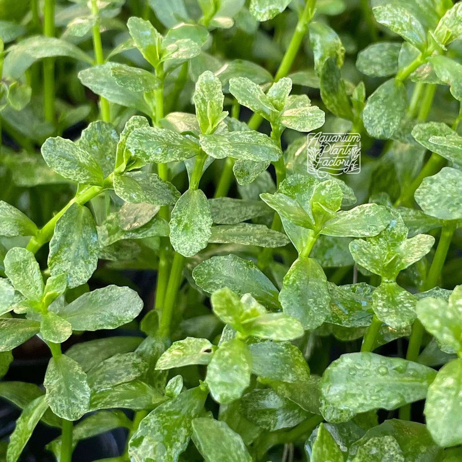 Bacopa Monnieri Variegated Aquarium Plants Factory BUY 2 Etsy