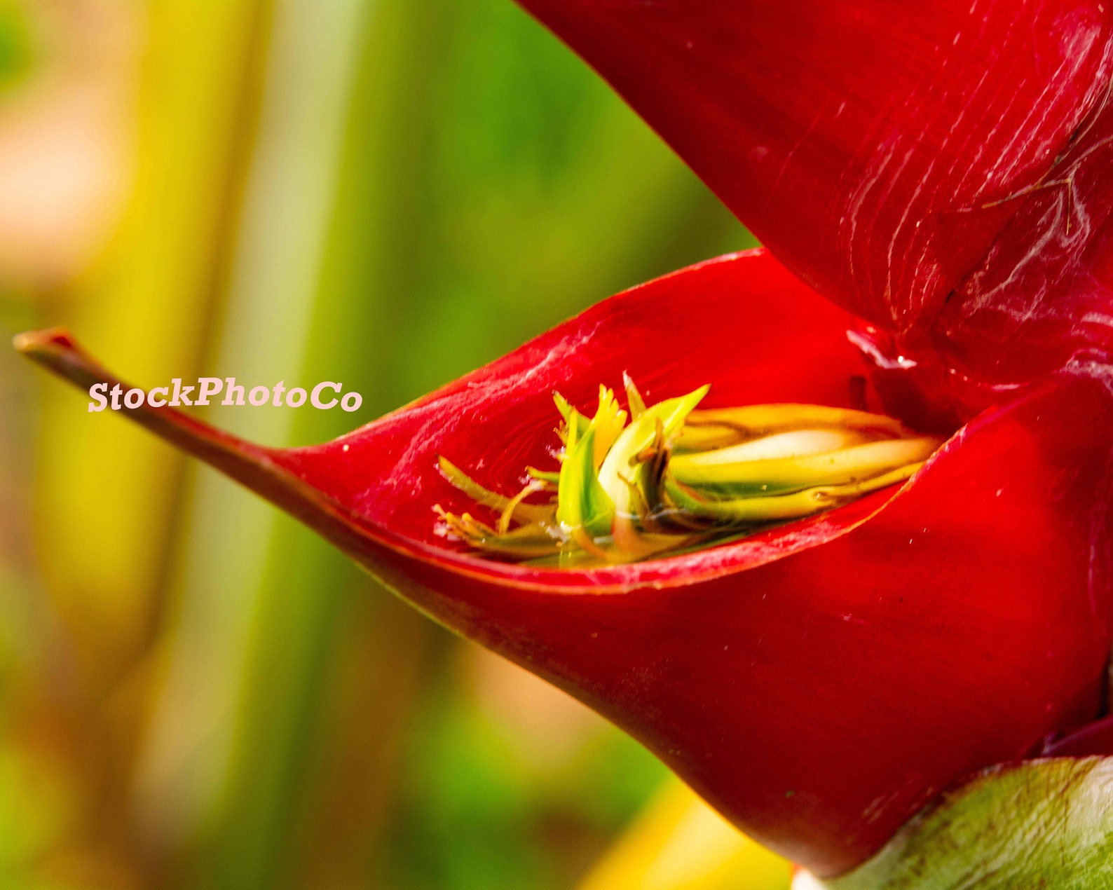 Succulent Red Lobster Claw Flower Bloom Closeup Four digital Etsy
