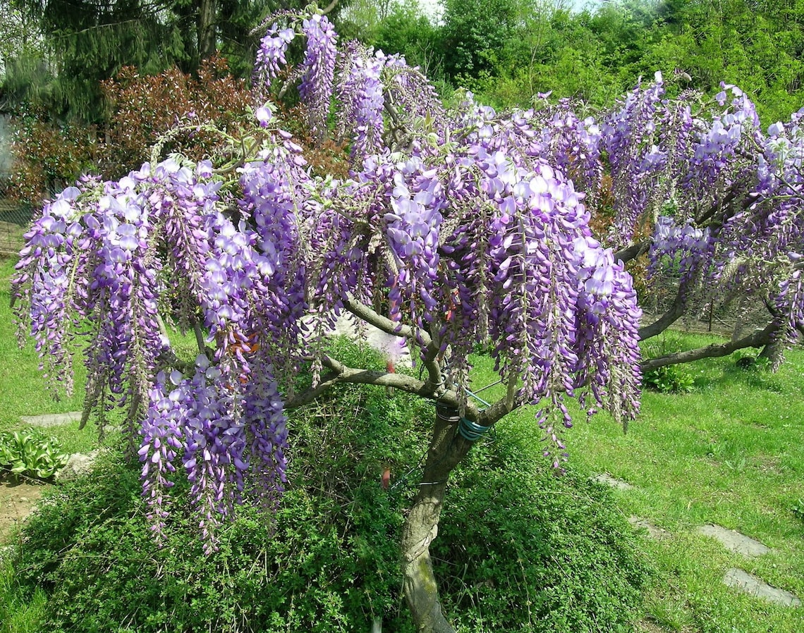 Blue Moon WISTERIA Vine PLANT Etsy