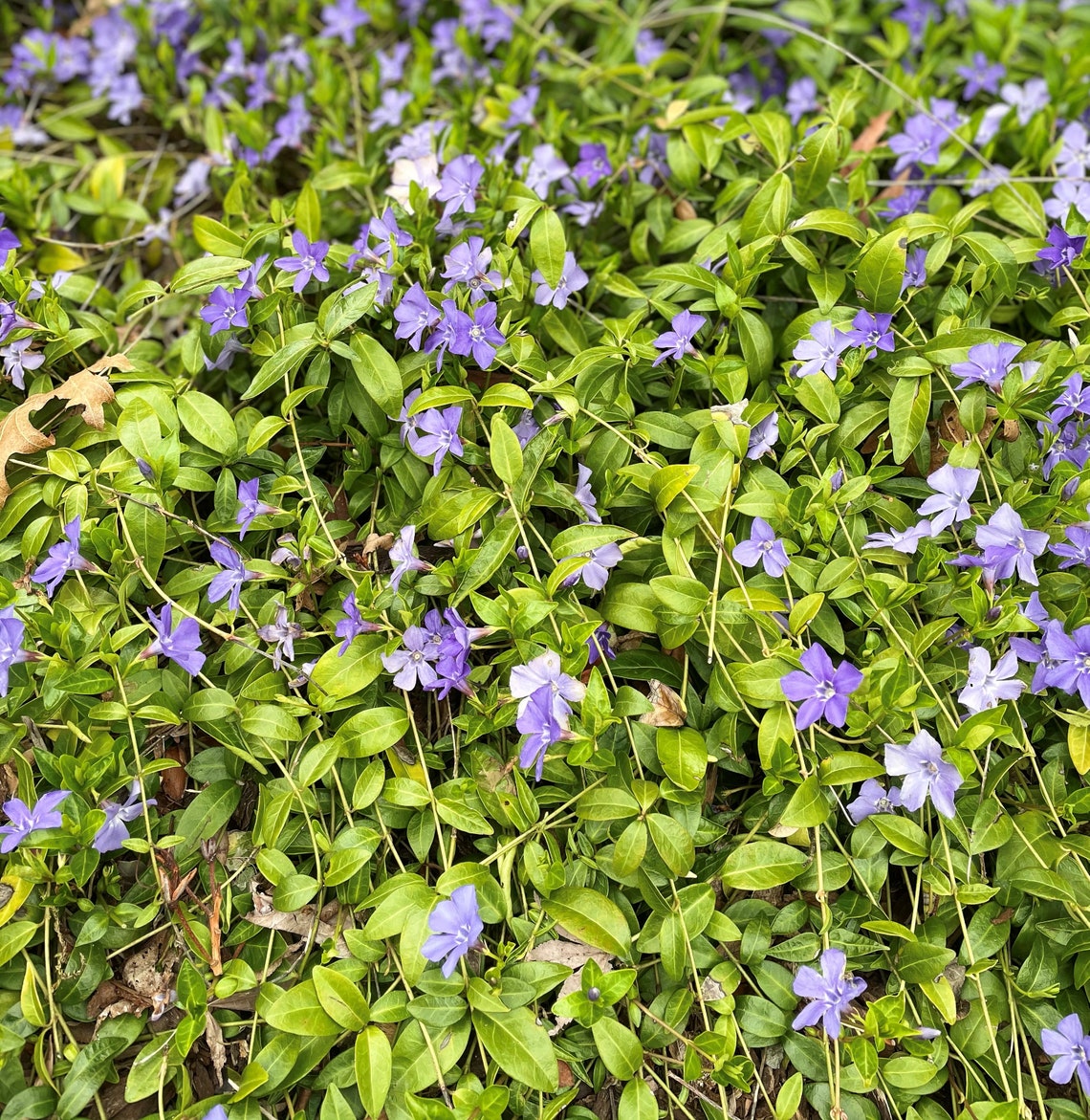 How to divide vinca groundcover
