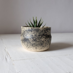 May include: A small, speckled, cream-coloured ceramic planter with a black glaze. A small succulent plant is growing in the planter.