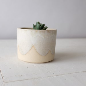Könnte beinhalten: Ein weißer Keramiktopf mit einem gewellten Rand und einem hellbeigen Boden. Eine kleine grüne Sukkulente wächst im Topf.