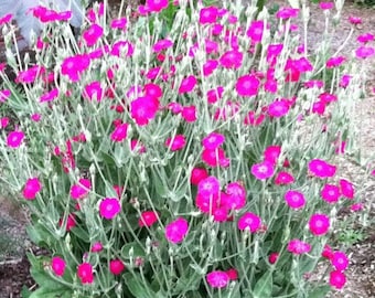 Rose Campion Seeds Bright Pink, perennial, Deer Resisitant