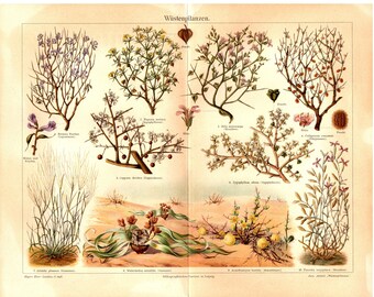 Alter historischer Druck Seeanemonen Chromolithographie 1907