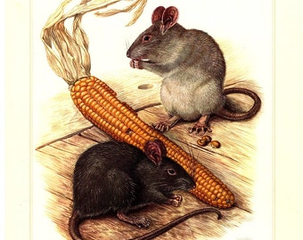 Ratte Zeichnen Etsy