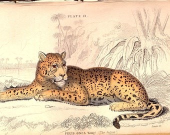 Leopard-Druck Stoff als Meterware Bunter Säugetier