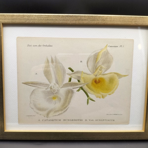 A. catasetum bungerothi, Chromolithographie 1900, Dictionnaire Iconographique des Orchidées, Orchid drawing, lithography, antique