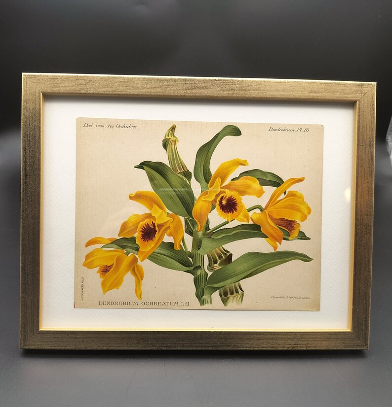 Dendrobium ochreatum, Chromolithograph v. 1899, Dictionnaire Iconographique des Orchidées, orchid drawing, lithography, antique, vintage image 1