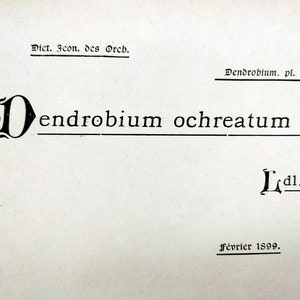 Dendrobium ochreatum, Chromolithograph v. 1899, Dictionnaire Iconographique des Orchidées, orchid drawing, lithography, antique, vintage image 4