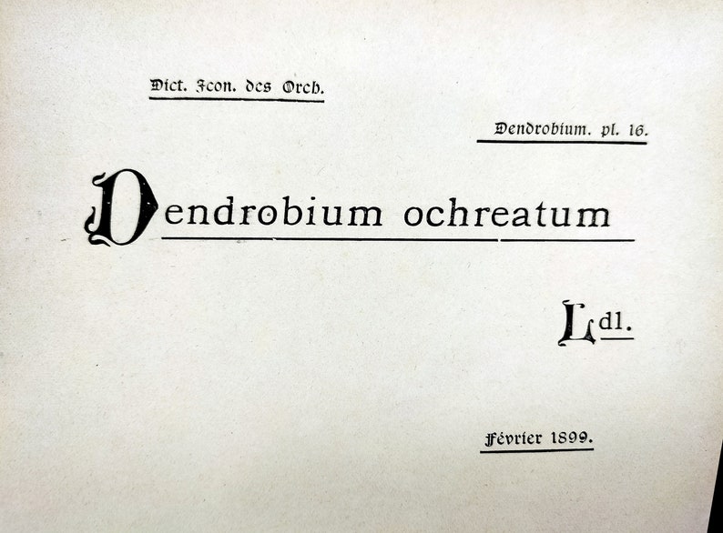 Dendrobium ochreatum, Chromolithograph v. 1899, Dictionnaire Iconographique des Orchidées, orchid drawing, lithography, antique, vintage image 4