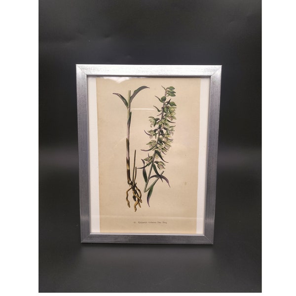 Epipactis violacea, Stendelwurz, Orchideenzeichnung, Chromolithographie von 1904, Naturkundliche Tafel