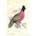 see more listings in the Hand-coloured engraving section