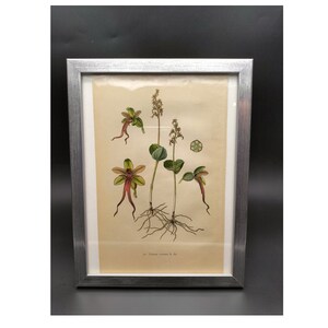 Listera cordata, orchid drawing, chromolithograph from 1904, natural history table image 1
