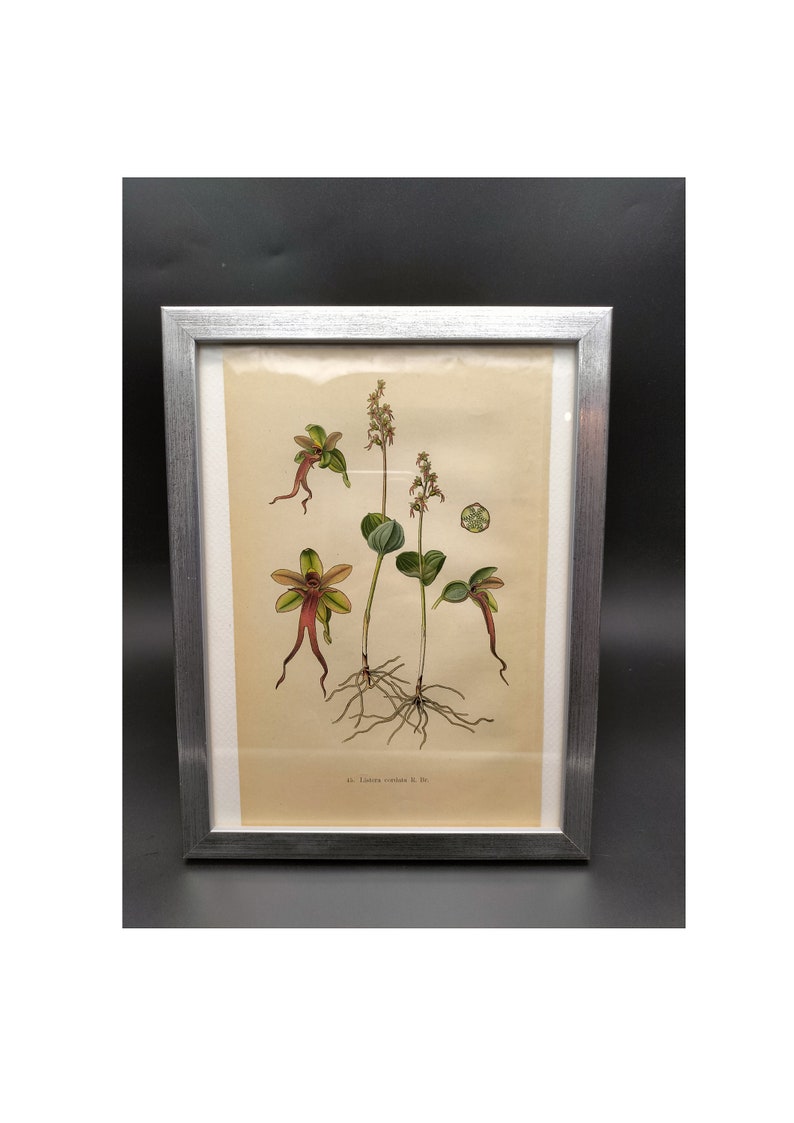 Listera cordata, orchid drawing, chromolithograph from 1904, natural history table image 1