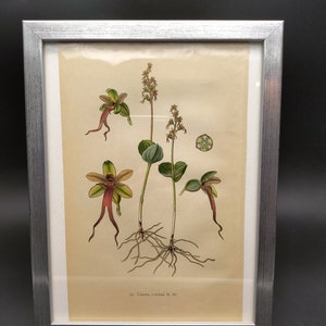 Listera cordata, orchid drawing, chromolithograph from 1904, natural history table image 2
