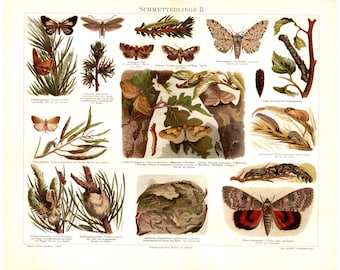 Lithograph: Butterflies Original 1897 - no copy Lithograph print picture Butterflies