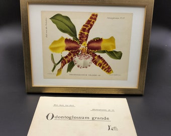 Odontoglossum grande, chromolithography 1897, Dictionnaire Iconographique des Orchidées, orchid drawing, lithography, antique