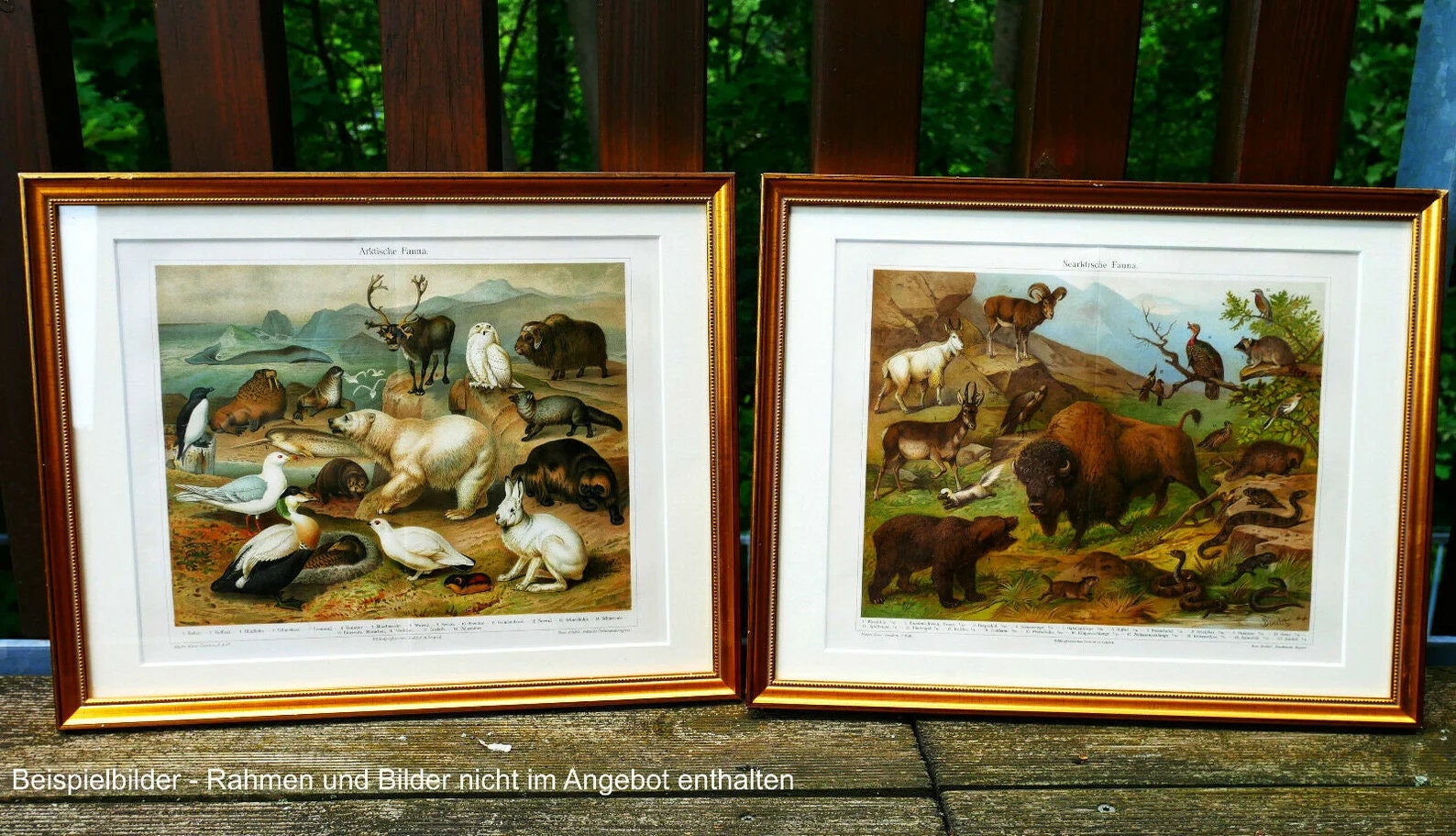 Lithograph Rabbit Original Vintage From 1897 No Copy - Etsy