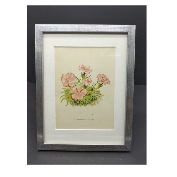 Chromolithograph: Dianthus glacialis - Glacier Carnation, original vintage from 1897