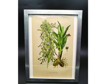 Aceras hircina, goatskin tongue, orchid drawing, chromolithograph from 1904