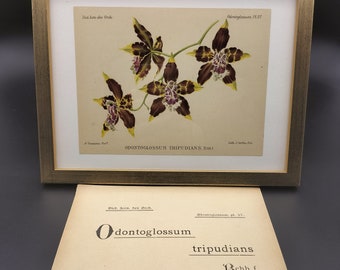 Odontoglossum tripudians, Chromolithographie 1902, Dictionnaire Iconographique des Orchidées, Orchid drawing, lithography, antique vintage