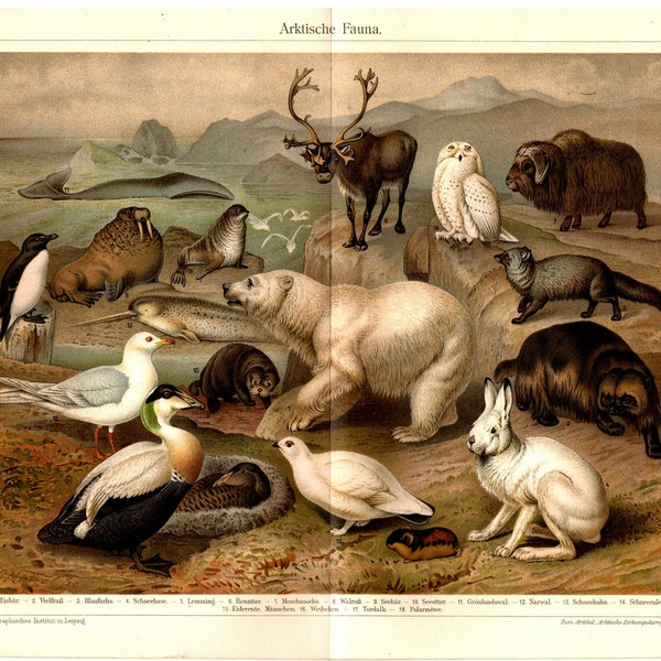 Lithograph: Arctic Fauna, Original Vintage from 1903 - Not a copy Lithograph picture print Arctic Arctic