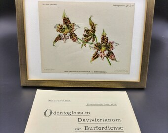 Odontoglossum duviverianum, Chromolithographie 1904, Dictionnaire Iconographique des Orchidées, orchid drawing, lithography, antique