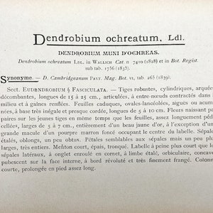 Dendrobium ochreatum, Chromolithograph v. 1899, Dictionnaire Iconographique des Orchidées, orchid drawing, lithography, antique, vintage image 3