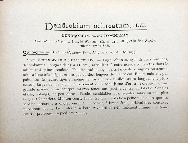 Dendrobium ochreatum, Chromolithograph v. 1899, Dictionnaire Iconographique des Orchidées, orchid drawing, lithography, antique, vintage image 3