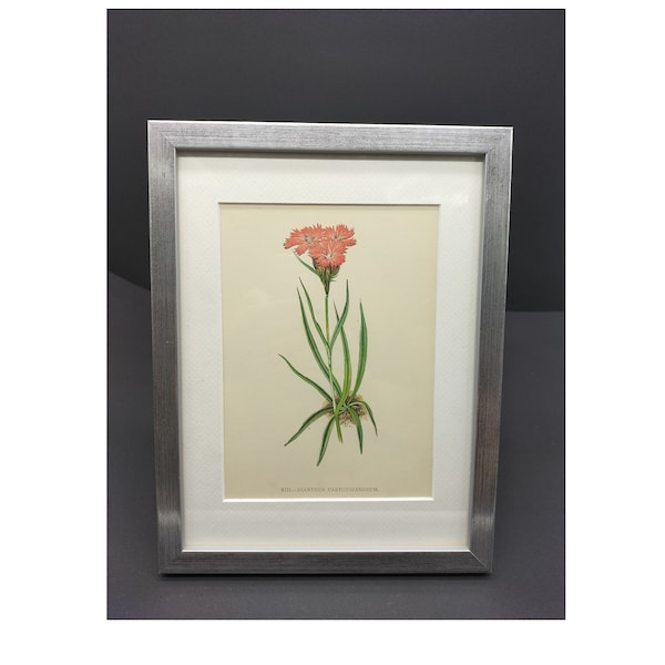 Chromolithograph: Dianthus carthusianorum - Carthusian pink, original vintage from 1897