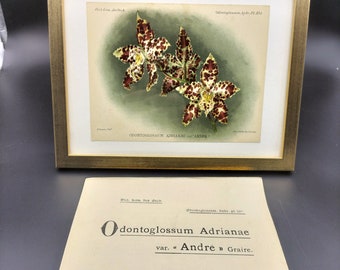Odontoglossum adrianae, Chromolithographie 1901, Dictionnaire Iconographique des Orchidées, Orchid drawing, lithography, antique