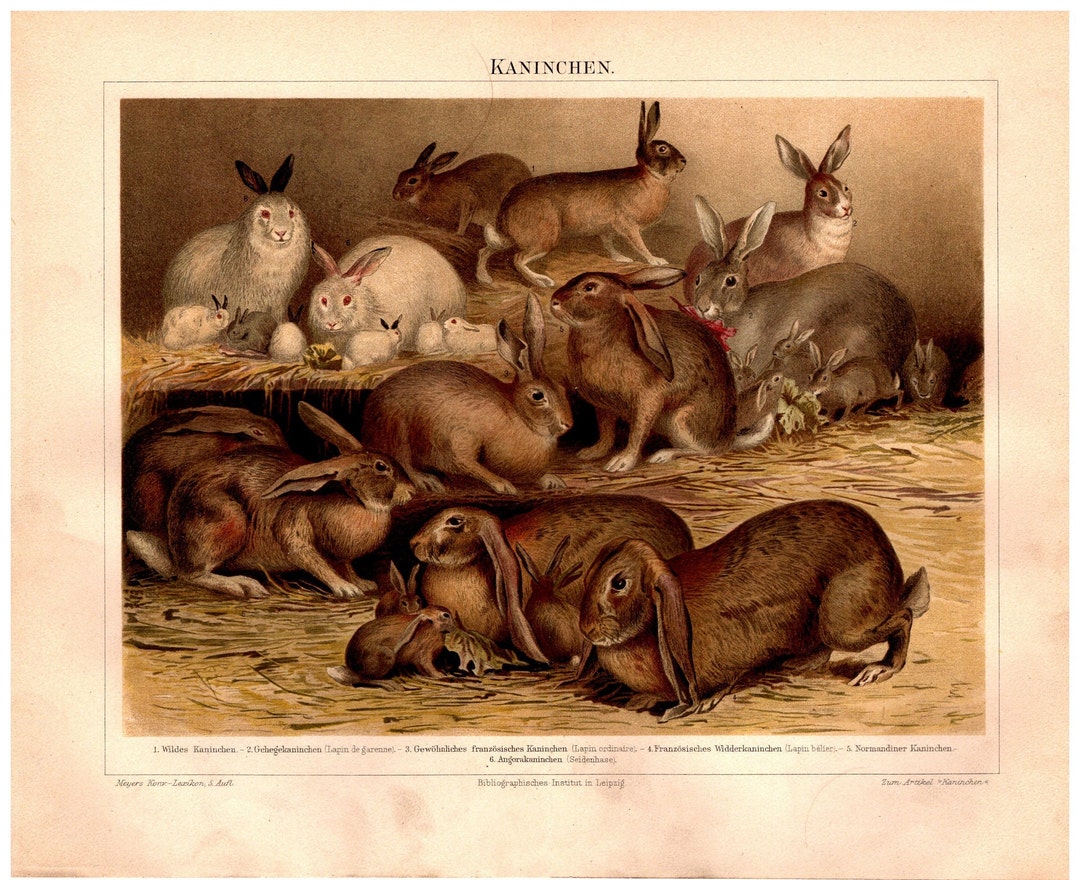 Lithograph Rabbit Original Vintage From 1897 No Copy - Etsy