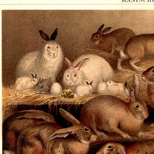 Lithograph Rabbit Original Vintage From 1897 No Copy - Etsy