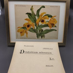 Dendrobium ochreatum, Chromolithograph v. 1899, Dictionnaire Iconographique des Orchidées, orchid drawing, lithography, antique, vintage image 2