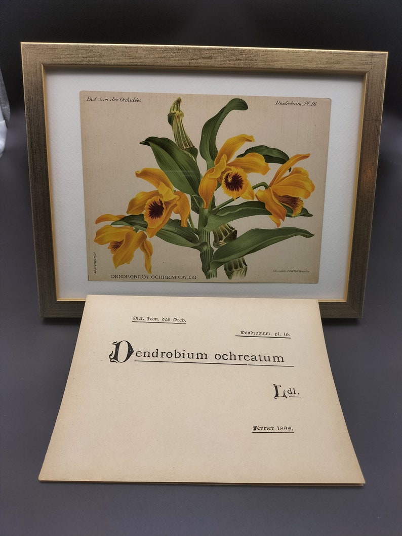 Dendrobium ochreatum, Chromolithograph v. 1899, Dictionnaire Iconographique des Orchidées, orchid drawing, lithography, antique, vintage image 2