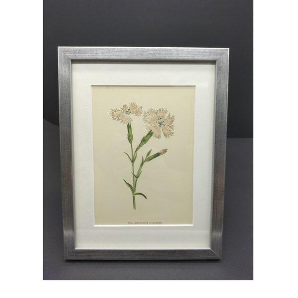 Chromolithograph: Dianthus gallicus - French carnation, original vintage from 1897