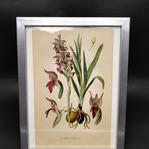 Orchis coriophora, orchid drawing, chromolithograph from 1904, natural history table image 2