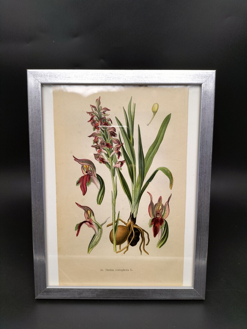 Orchis coriophora, orchid drawing, chromolithograph from 1904, natural history table image 2