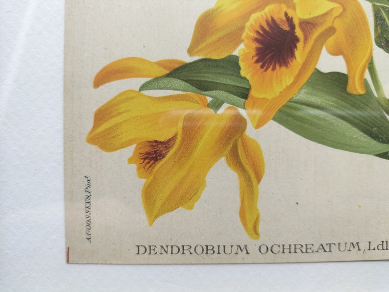 Dendrobium ochreatum, Chromolithograph v. 1899, Dictionnaire Iconographique des Orchidées, orchid drawing, lithography, antique, vintage image 6