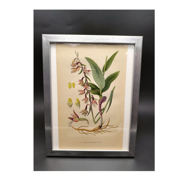 Epipactis palustris, orchid drawing, chromolithograph from 1904, natural history table