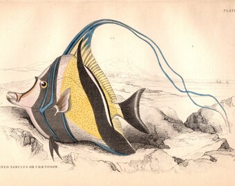 Handcoloured Fish engraving from 1840 Horned Zanclus 180 years old No reprint Lithography Lithographie Fisches