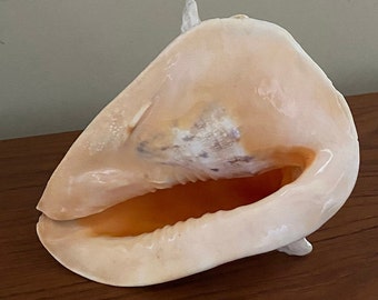 Schöne große 1420 gr natürliche Königin-Conch-Muschel mit Spiralkern, Indischer Ozean-Muschel, natürliche Muscheln, Haus- oder Hochzeitsdekoration