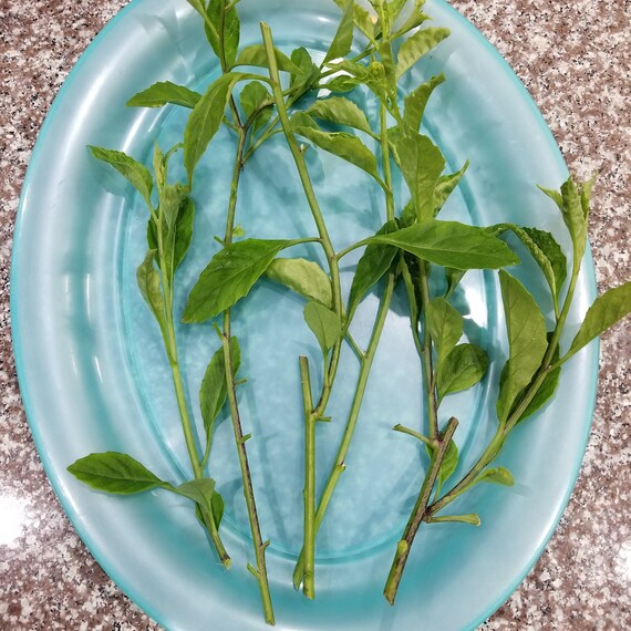 *WINTER SALE!* 2 FOR £25! Gynura procumbens Super Rare Anti-Diabetic plant
