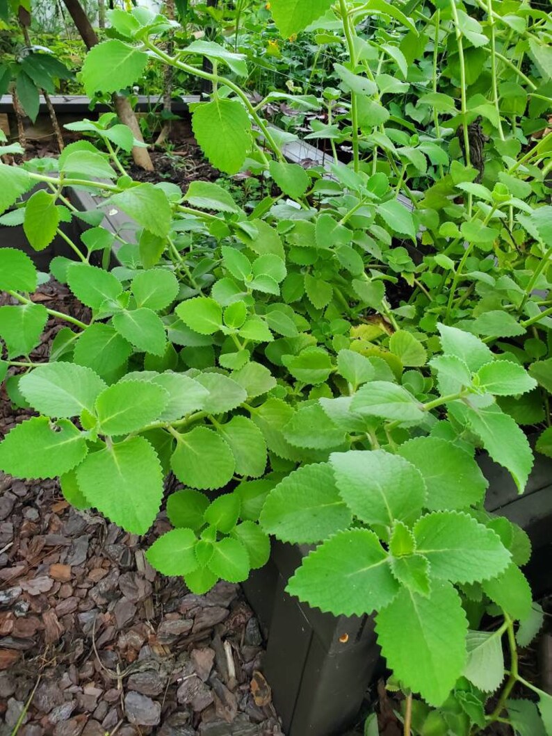 spanish thyme