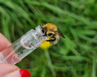Ersatzflasche & Korken für Dein Bienen Revival Kit - Gefüllt mit Bienen Sirup!