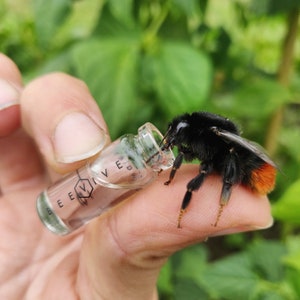 May include: A bumblebee with black and orange stripes drinks from a clear glass bottle with a black label that says "BEE VIV",  the bottle is held by a hand.