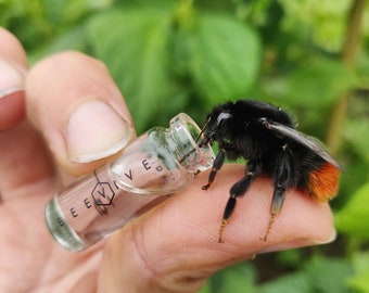 Replacement Bottle & Cork for your Bee Revival Kit - Prefilled with Bee Food Syrup!