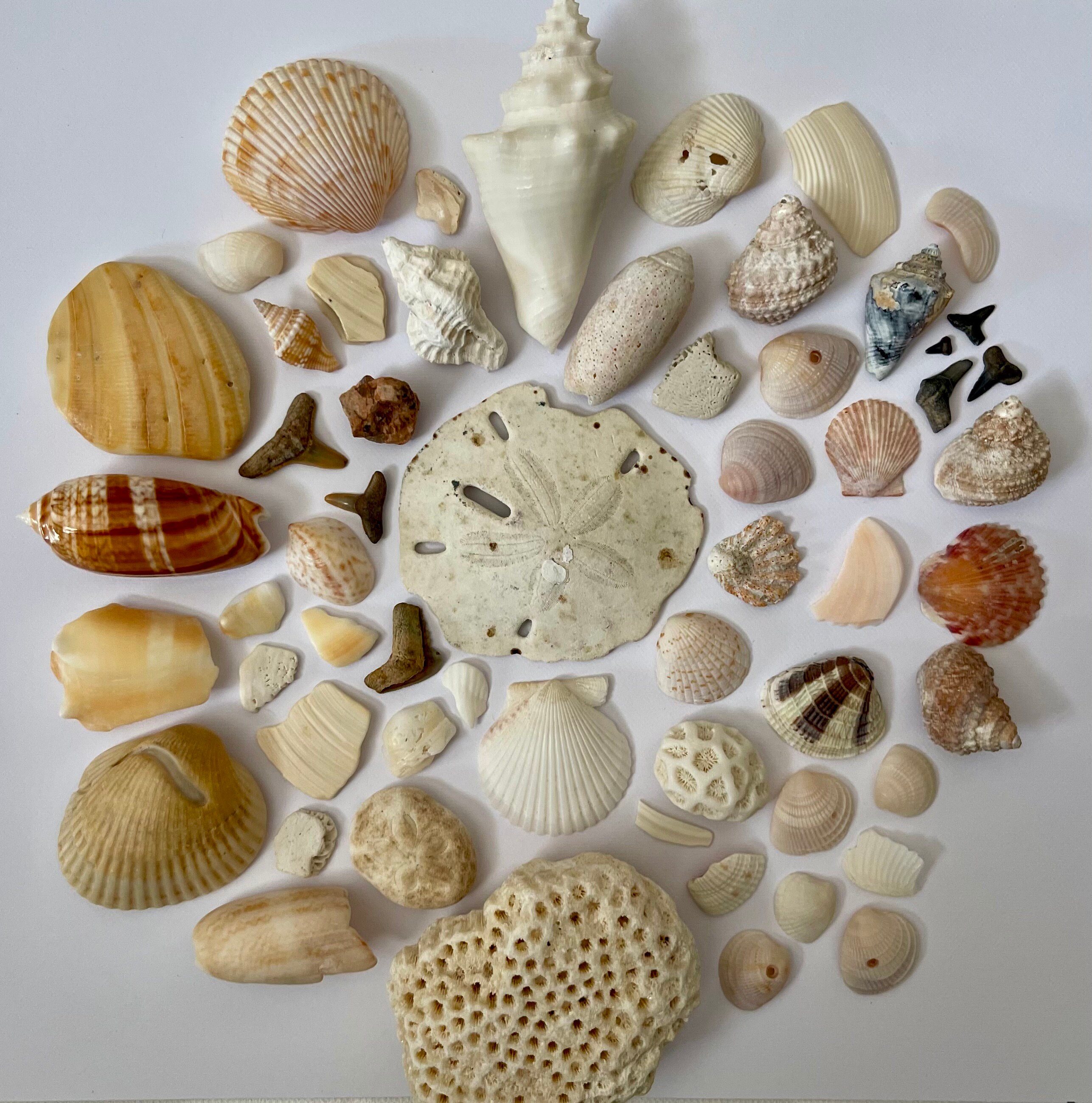 Custom Shell Display - Etsy